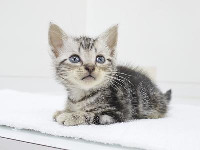 animal_image