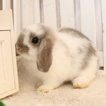 animal_image