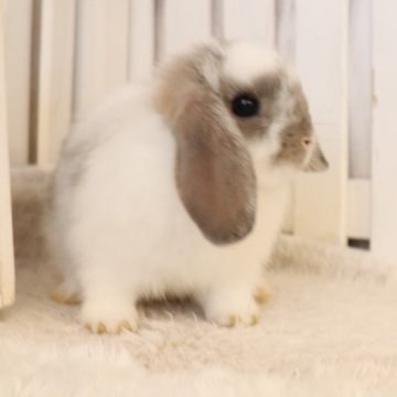 animal_image