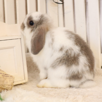animal_image