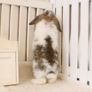 animal_image