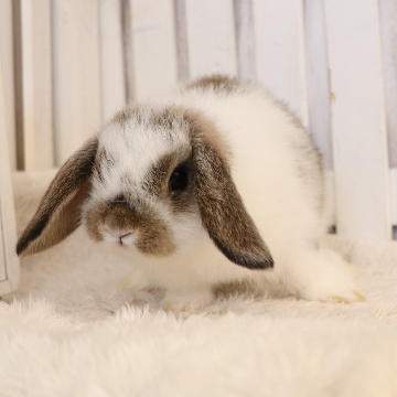 animal_image