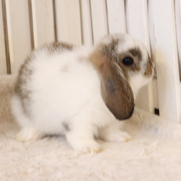 animal_image