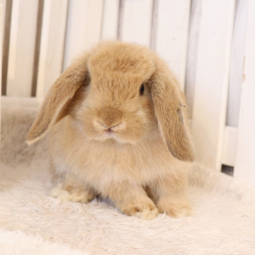 animal_image