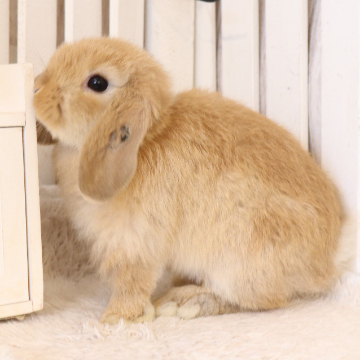 animal_image