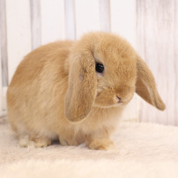 animal_image