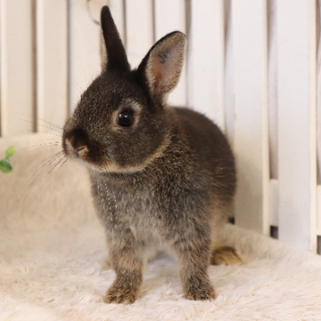 animal_image