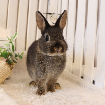 animal_image