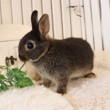 animal_image