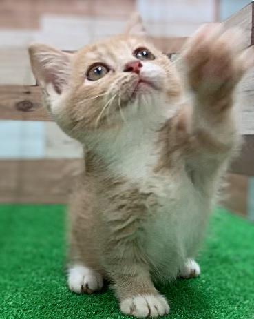animal_image