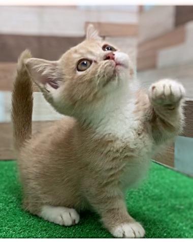 animal_image