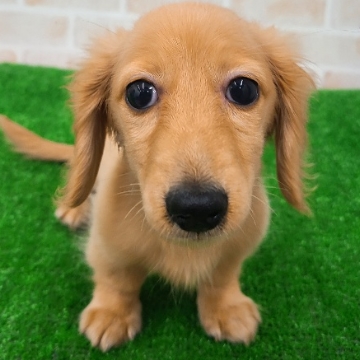 animal_image