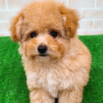 animal_image
