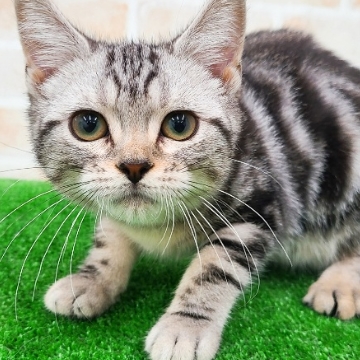 animal_image