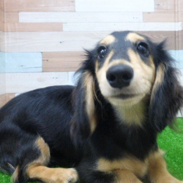 animal_image