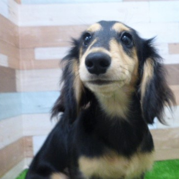animal_image