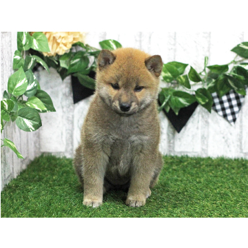 animal_image