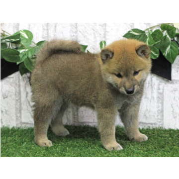animal_image