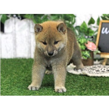 animal_image