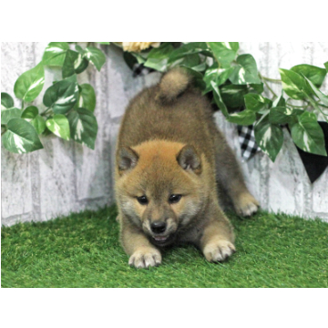 animal_image