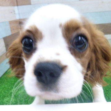 animal_image
