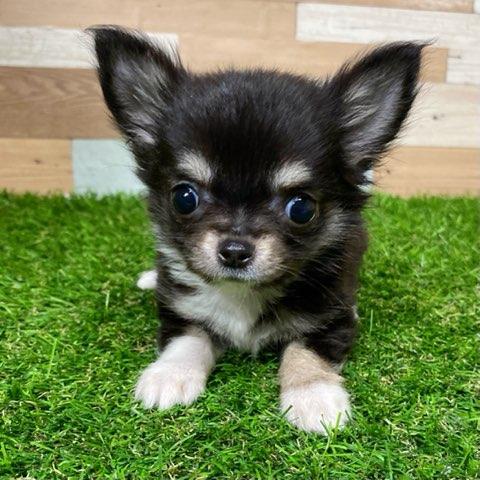 animal_image
