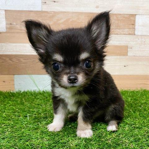 animal_image