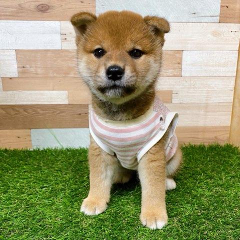 animal_image