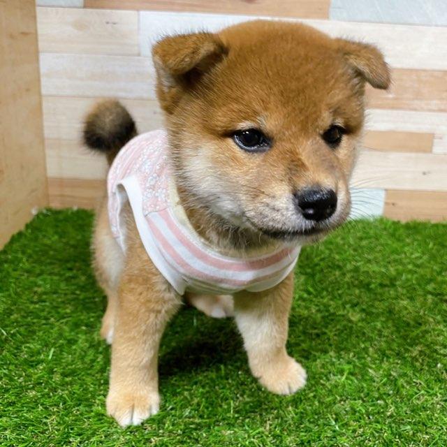 animal_image