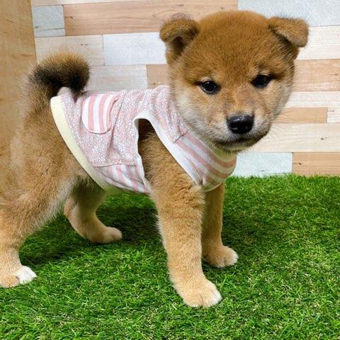 animal_image