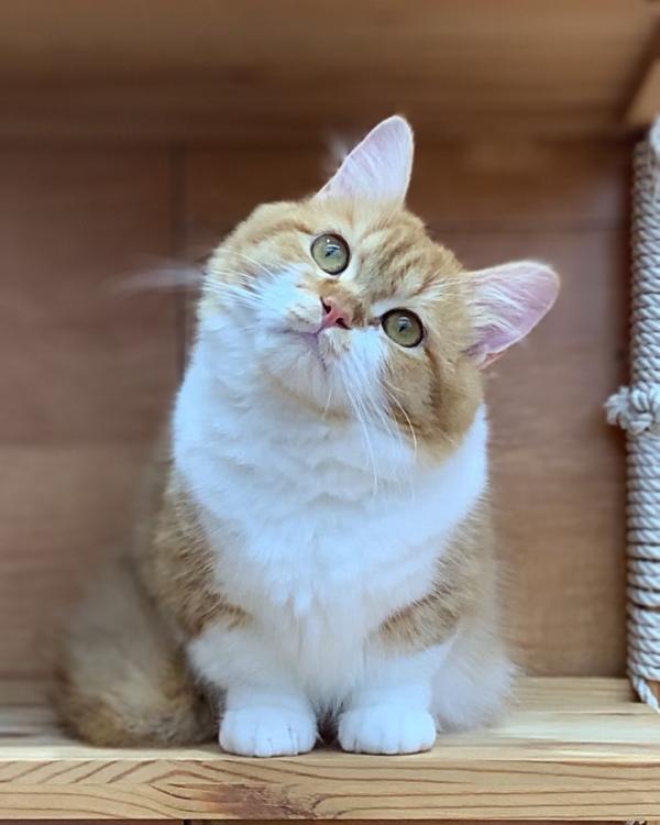 animal_image