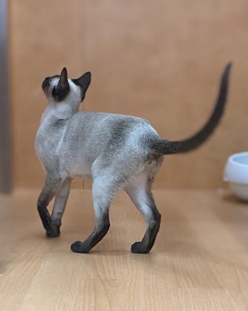 animal_image