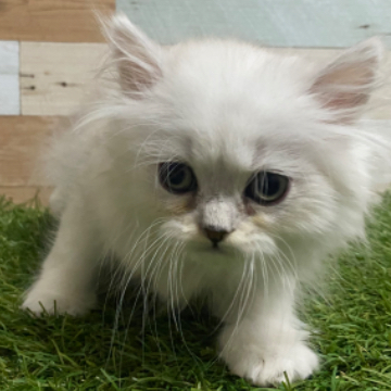 animal_image