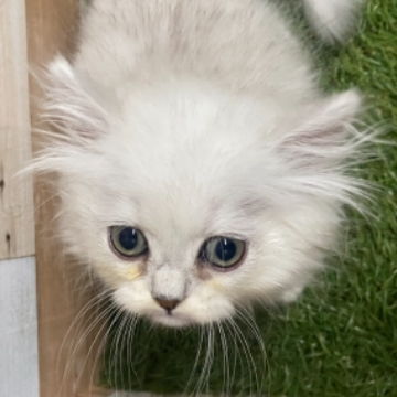 animal_image