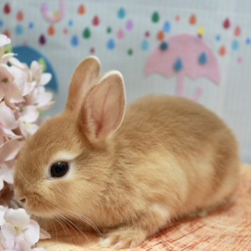 animal_image