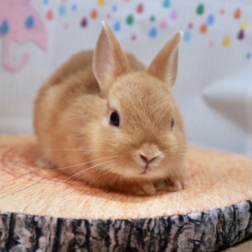 animal_image