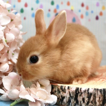animal_image
