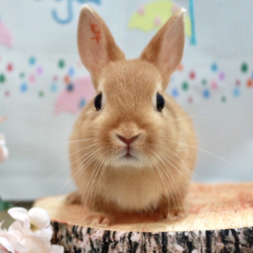 animal_image