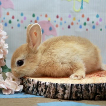 animal_image