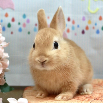 animal_image