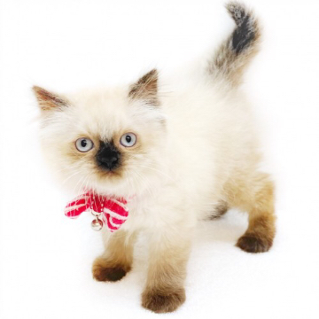 animal_image