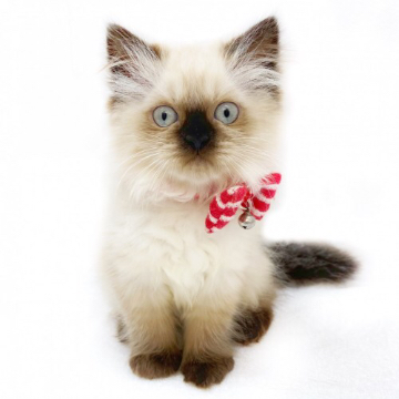 animal_image