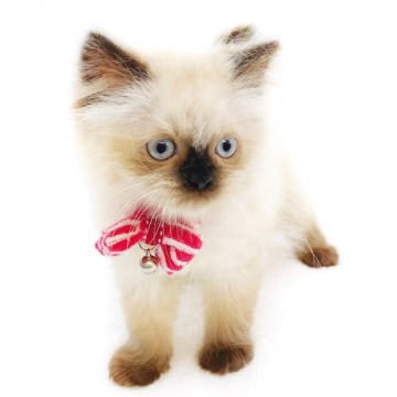 animal_image
