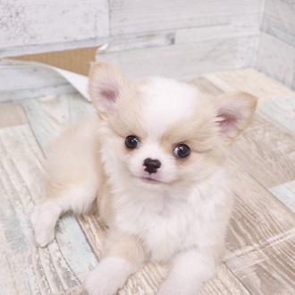 animal_image