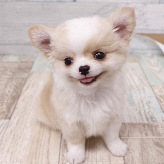 animal_image