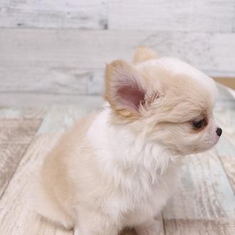 animal_image