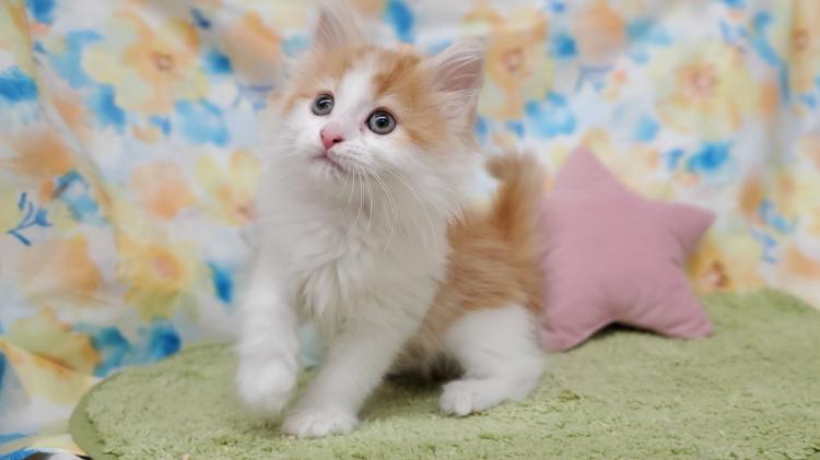 animal_image