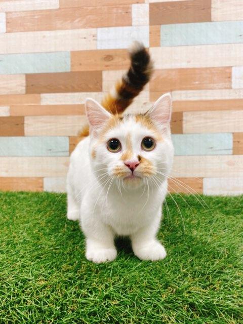 animal_image