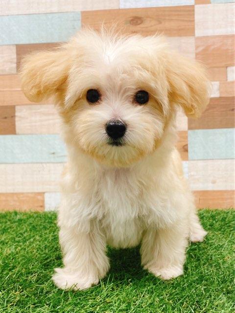 animal_image