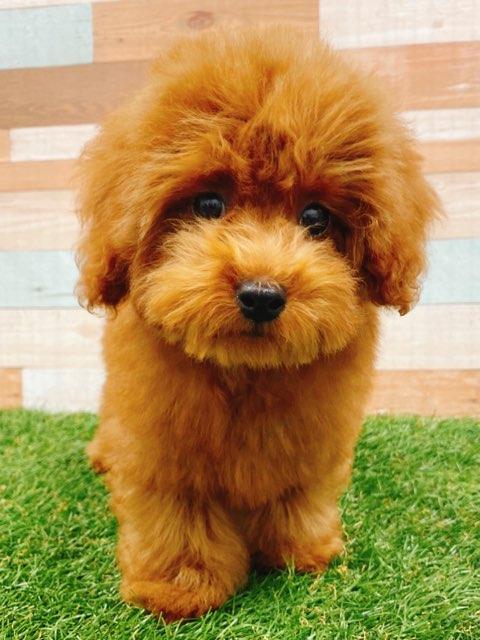 animal_image